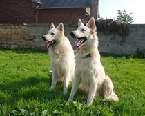 Bergers blancs Suisse Versailles