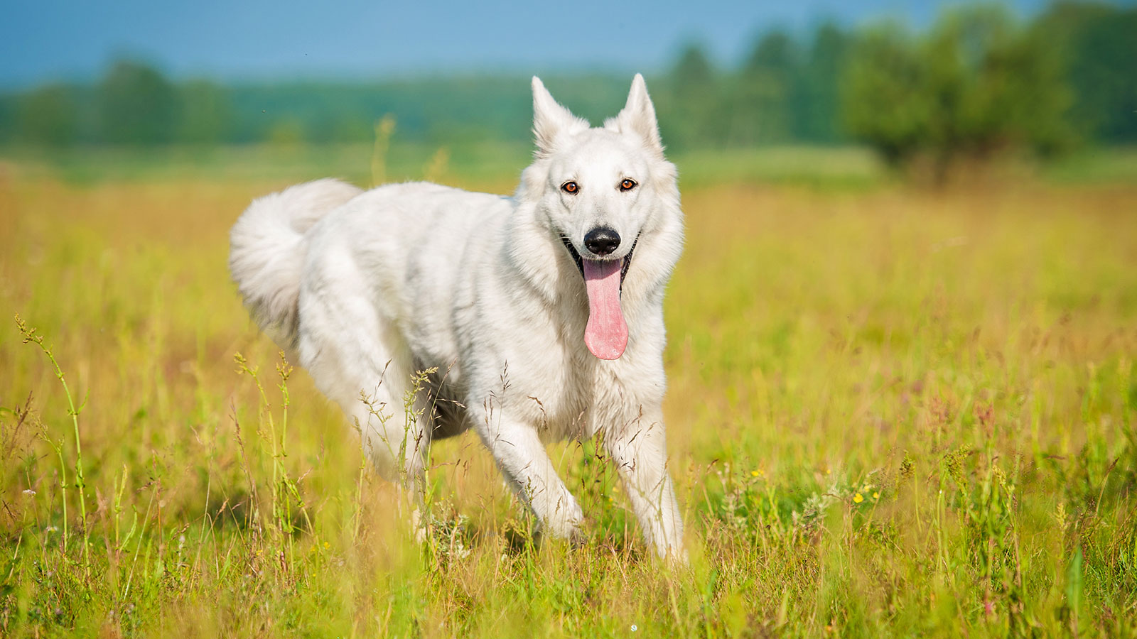 Elevage de chiens Aubergenville