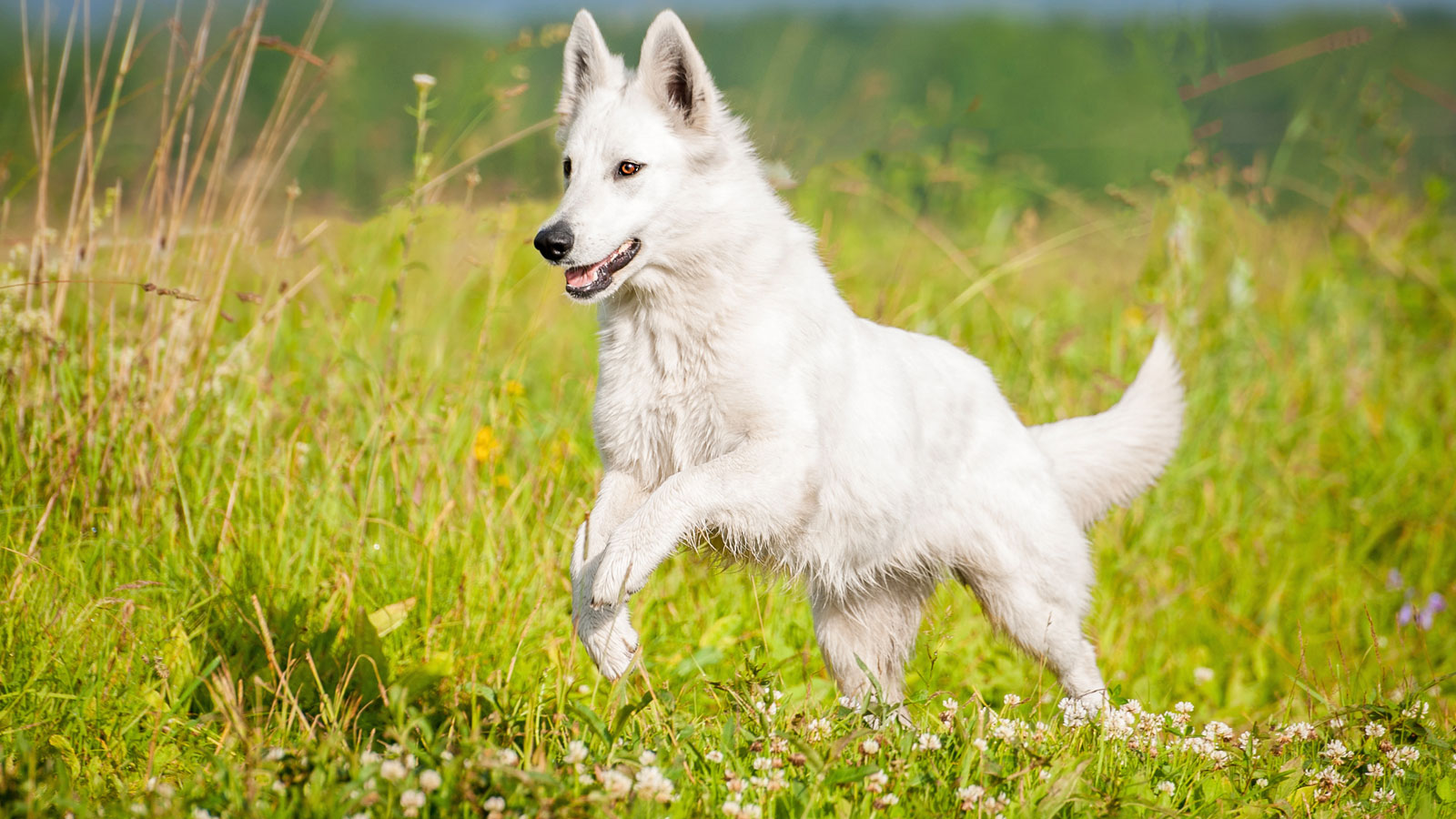 Elevage de chiens Mantes-la-Ville